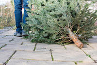 christbaum_entsorgen_abfall